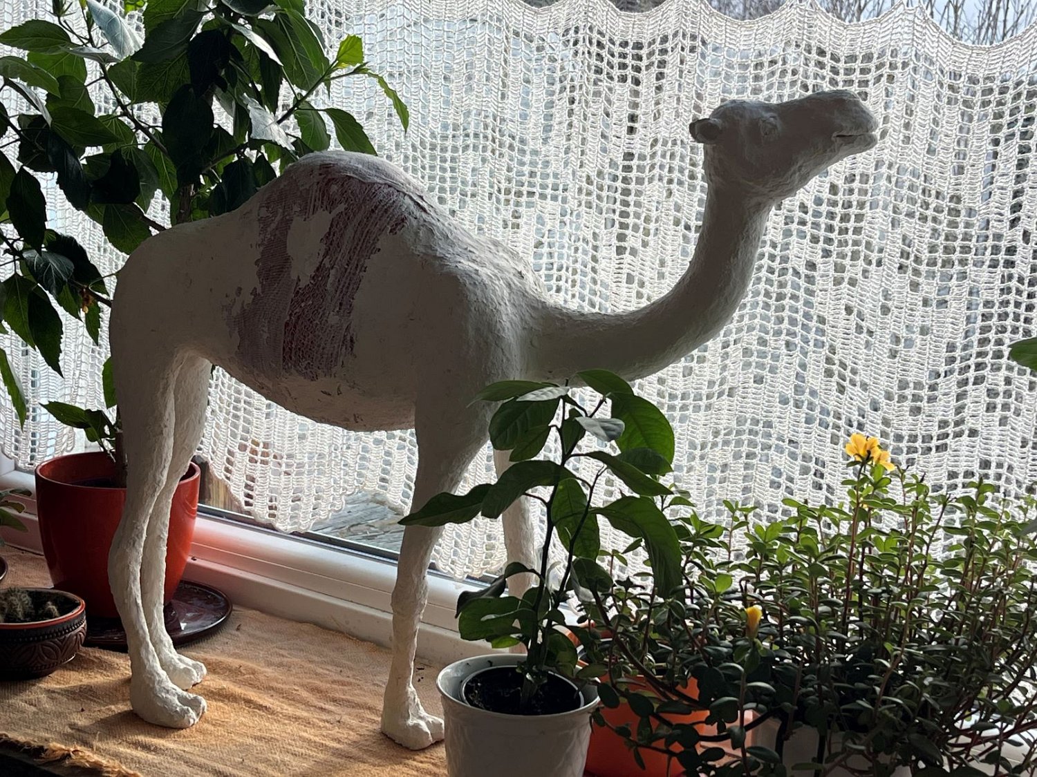 241206kamel (04a).JPG