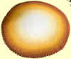 teppich-gelb_00.jpg (29803 Byte)